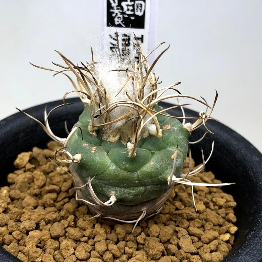 サボテン：ツルビニカルプス 牙城丸 実生*幅3cm ※茶色い点々あり