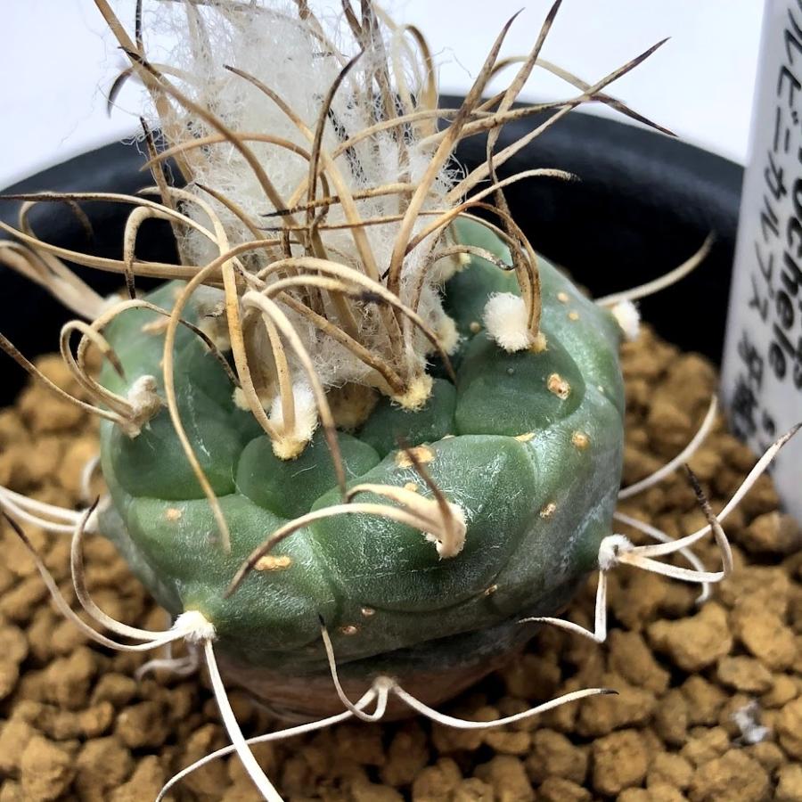 サボテン：ツルビニカルプス 牙城丸 実生*幅3cm ※茶色い点々あり