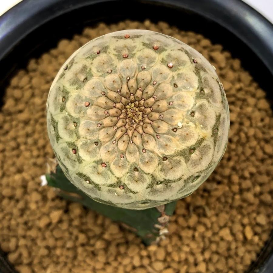 多肉植物:ユーフォルビア ツルビニフォルミス ツギ*幅3.5cm 多肉植物:ユーフォルビア ツルビニフォルミス ツギ*幅3.5cm