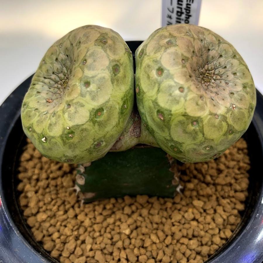 多肉植物：ユーフォルビア ツルビニフォルミス ダブルヘッド ツギ*幅