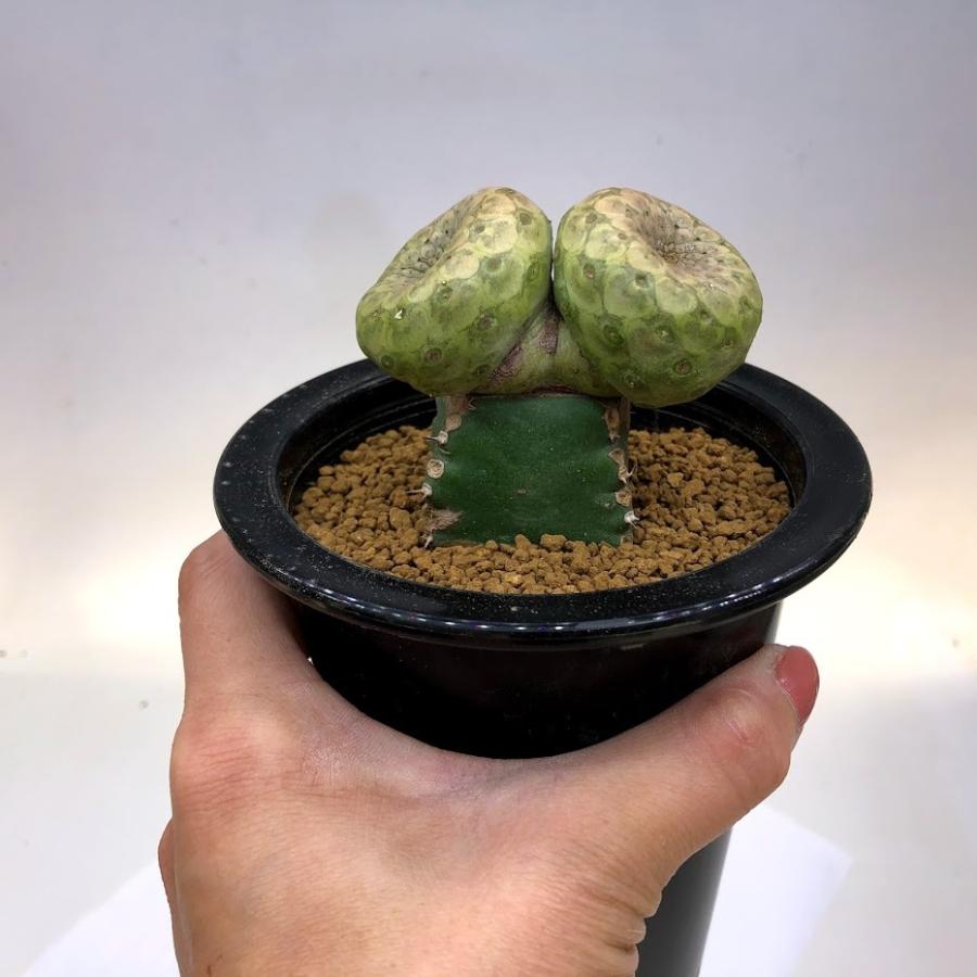 多肉植物：ユーフォルビア ツルビニフォルミス ダブルヘッド