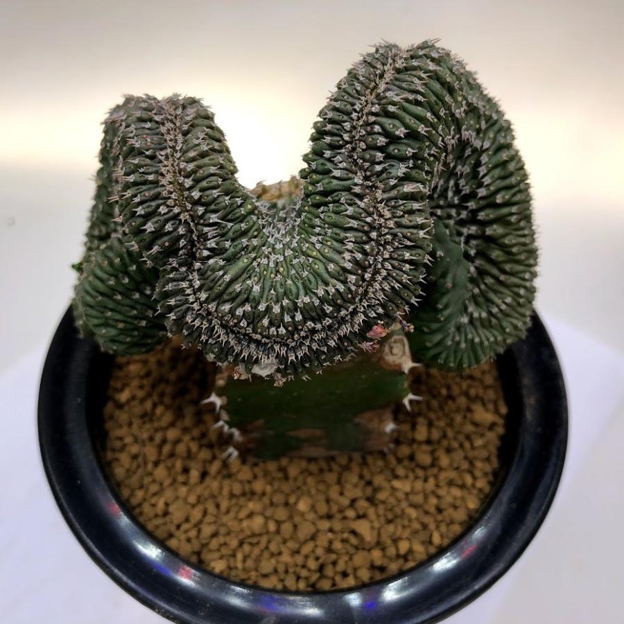 多肉植物 ユーフォルビア フィリプシオイデス 綴化 ツギ 幅9ｃｍ 現品 一品限り Sv 遊恵盆栽 Yahoo 店 通販 Yahoo ショッピング