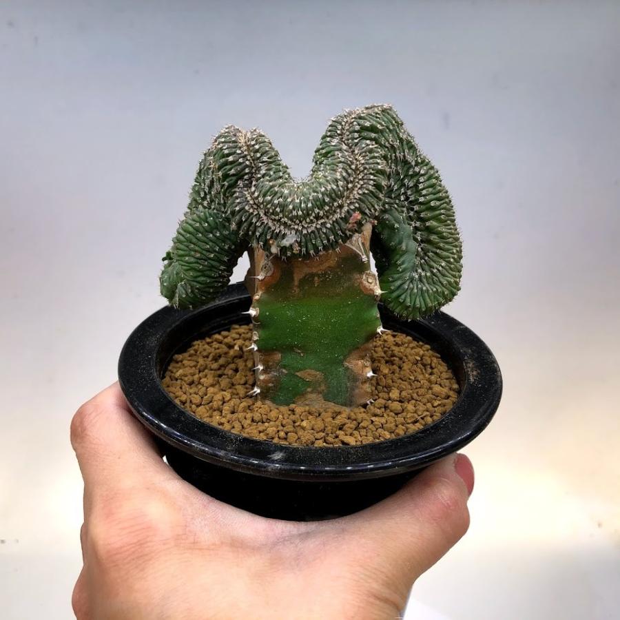 多肉植物：ユーフォルビア フィリプシオイデス 綴化 ツギ*幅9cm 現品