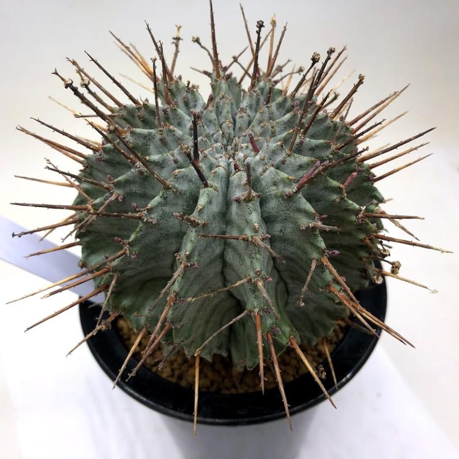 多肉植物 ユーフォルビア ホリダ 幅9ｃｍ 現品 一品限り Sv 遊恵盆栽 Yahoo 店 通販 Yahoo ショッピング