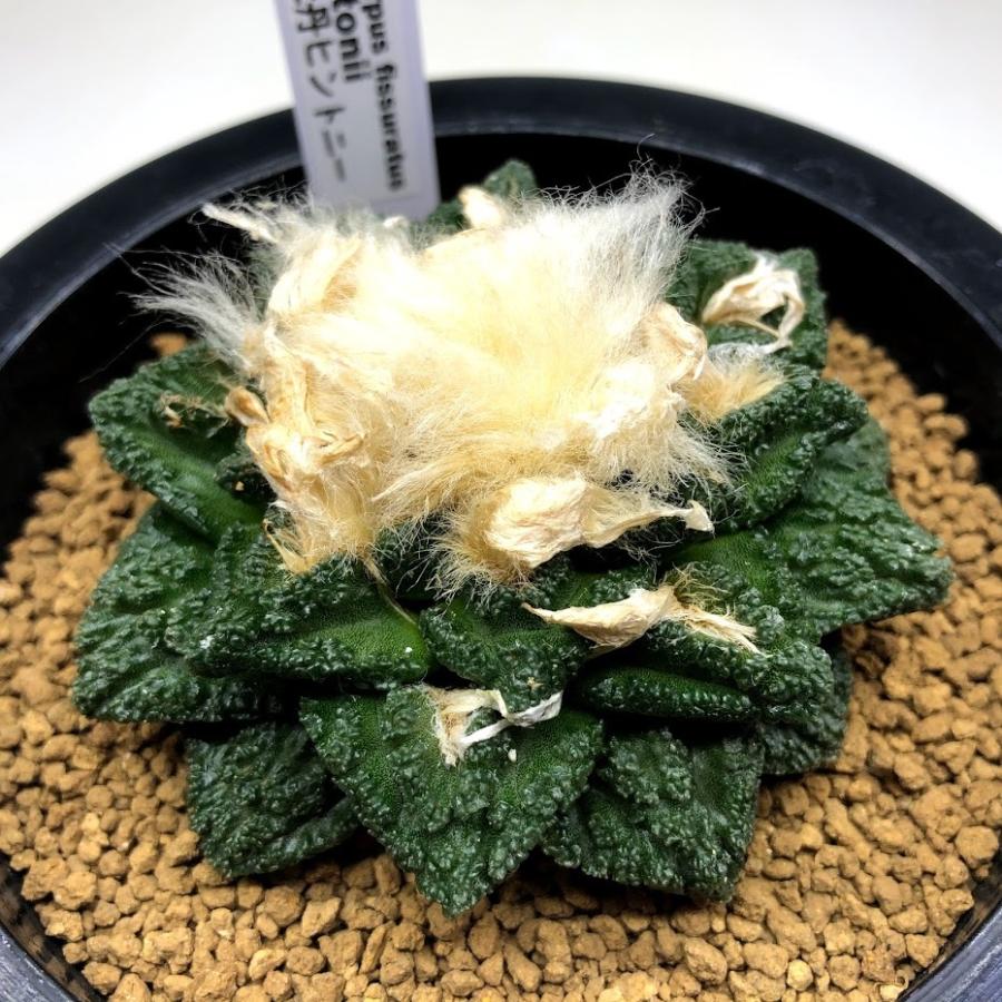 サボテン:アリオカルプス 亀甲牡丹 ヒントニー*幅8.5cm 現品 サボテン:アリオカルプス 亀甲牡丹 ヒントニー*幅8.5cm 現品