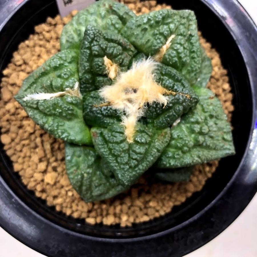 サボテン:アリオカルプス 大疣亀甲牡丹 実生*幅7cm 現品 サボテン:アリオカルプス 大疣亀甲牡丹 実生*幅7cm 現品