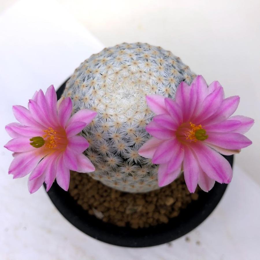 サボテン マミラリア 白鳥 幅5 5ｃｍ 現品 一品限り Sv 遊恵盆栽 Yahoo 店 通販 Yahoo ショッピング