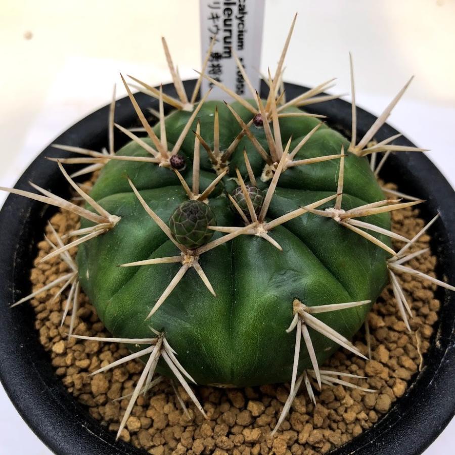 ギムノカリキウム バッテリー 海王丸 サボテンセット 【公式通販】