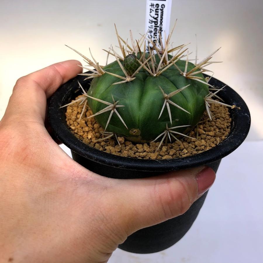 サボテン：ギムノカリキウム 勇将丸*幅6cm : 遊恵盆栽 Yahoo!店 - 通販