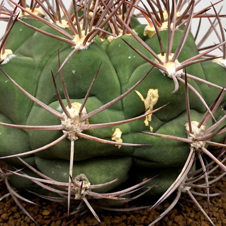 サボテン：ギムノカリキウム 勇将丸*幅6cm : 遊恵盆栽 Yahoo!店 - 通販