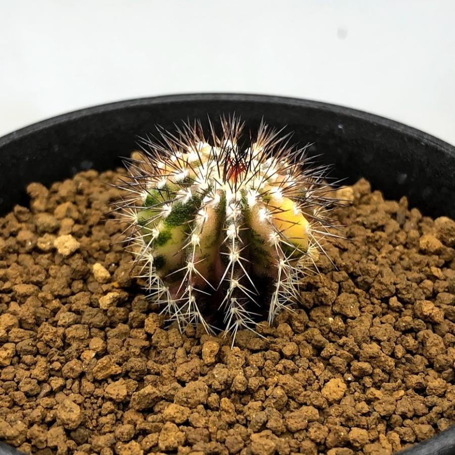 サボテン：ユーベルマニア ペクチニフェラ錦 実生*幅2.5cm 現品