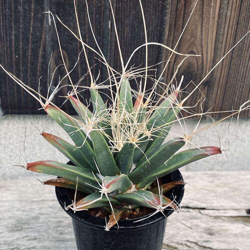 サボテン レウクテンベルギア 晃山 幅11ｃｍ 現品 一品限り 葉先に傷みあり Sv 遊恵盆栽 Yahoo 店 通販 Yahoo ショッピング