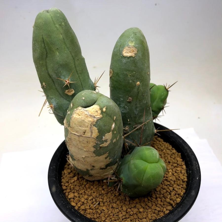 サボテン：トリコケレウス ブリドゲシイ モンスト*幅12cm 現品！一品