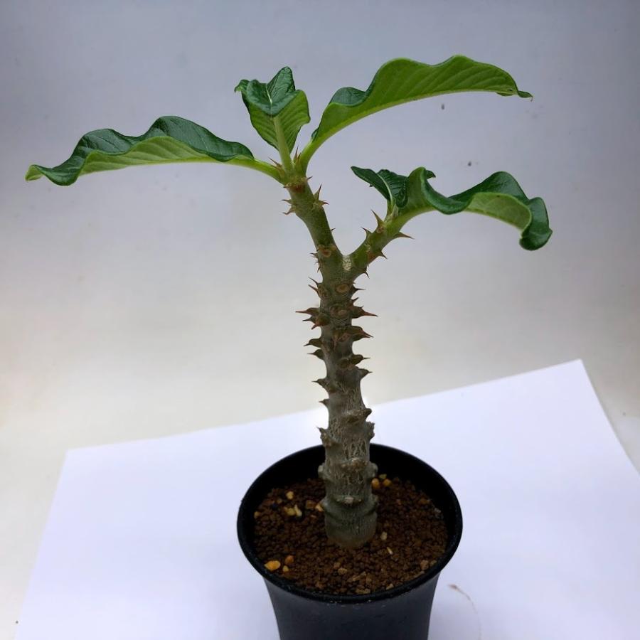 コーデックス：パキポディウム ウィンゾリー 実生*葉幅15cm