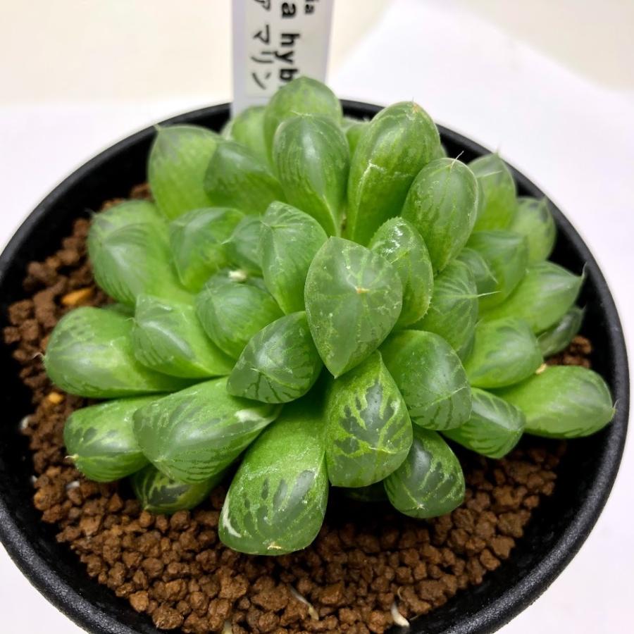 多肉植物：ハオルチア マリン*幅7cm 現品！一品限り : 遊恵盆栽
