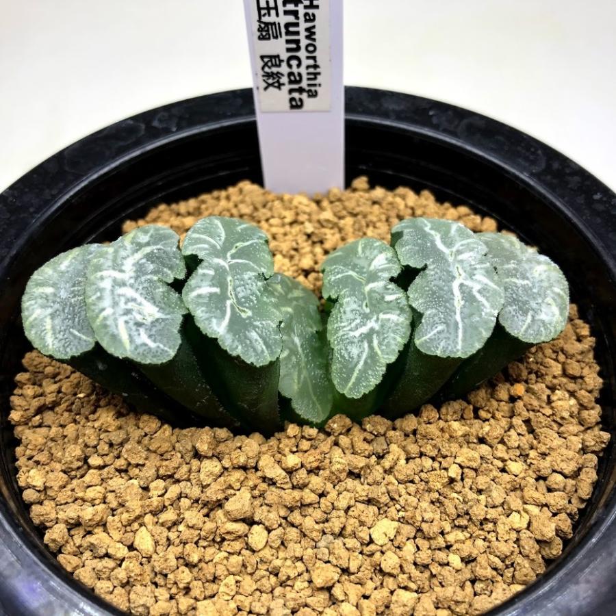 海外最新 多肉植物 ハオルチア 玉扇 良紋 幅7 5ｃｍ 現品 一品限り 珍しい Mail Claudiacostareumatologista Com Br