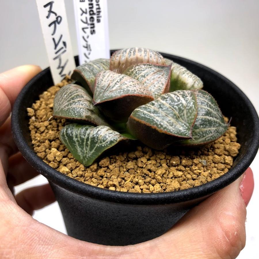 80h ハオルチア 多肉植物 スプレンデンス錦自家繁殖