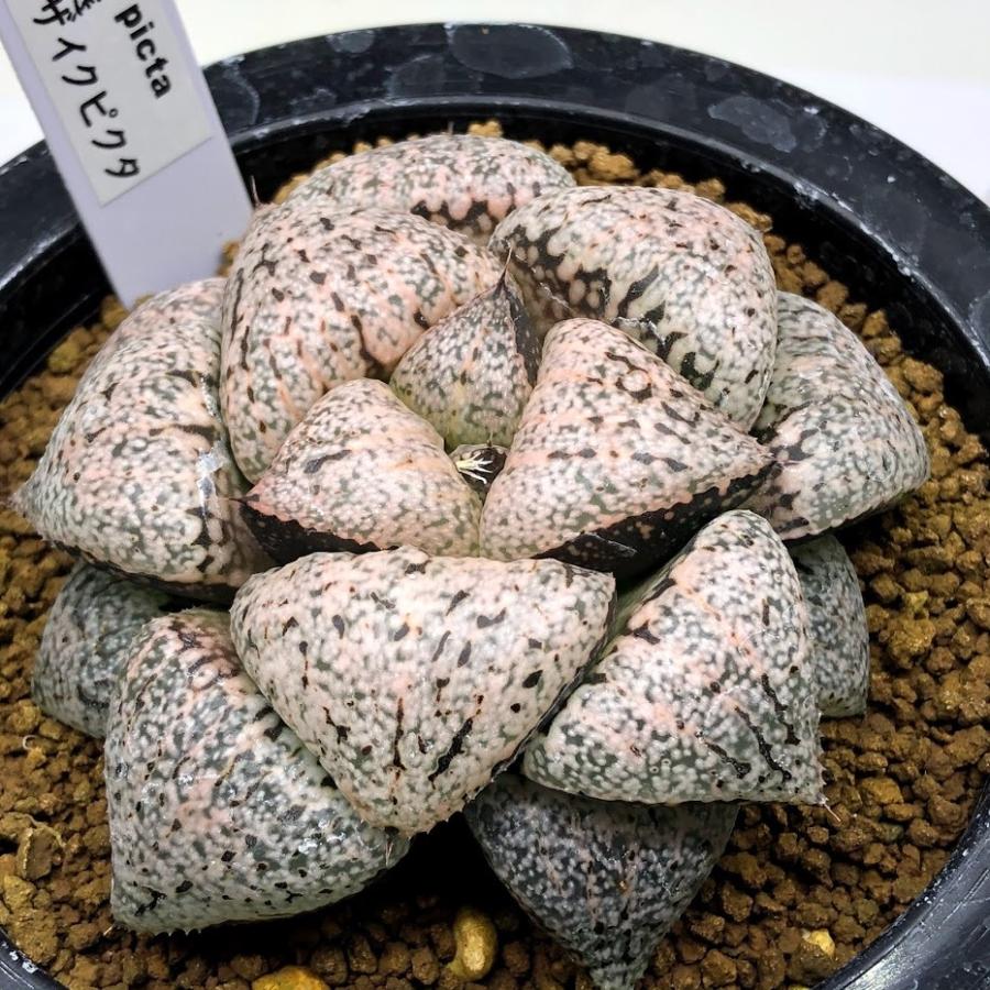 多肉植物：ハオルチア 関西系モザイクピクタ*幅7.5ｃｍ　現品！一品限り