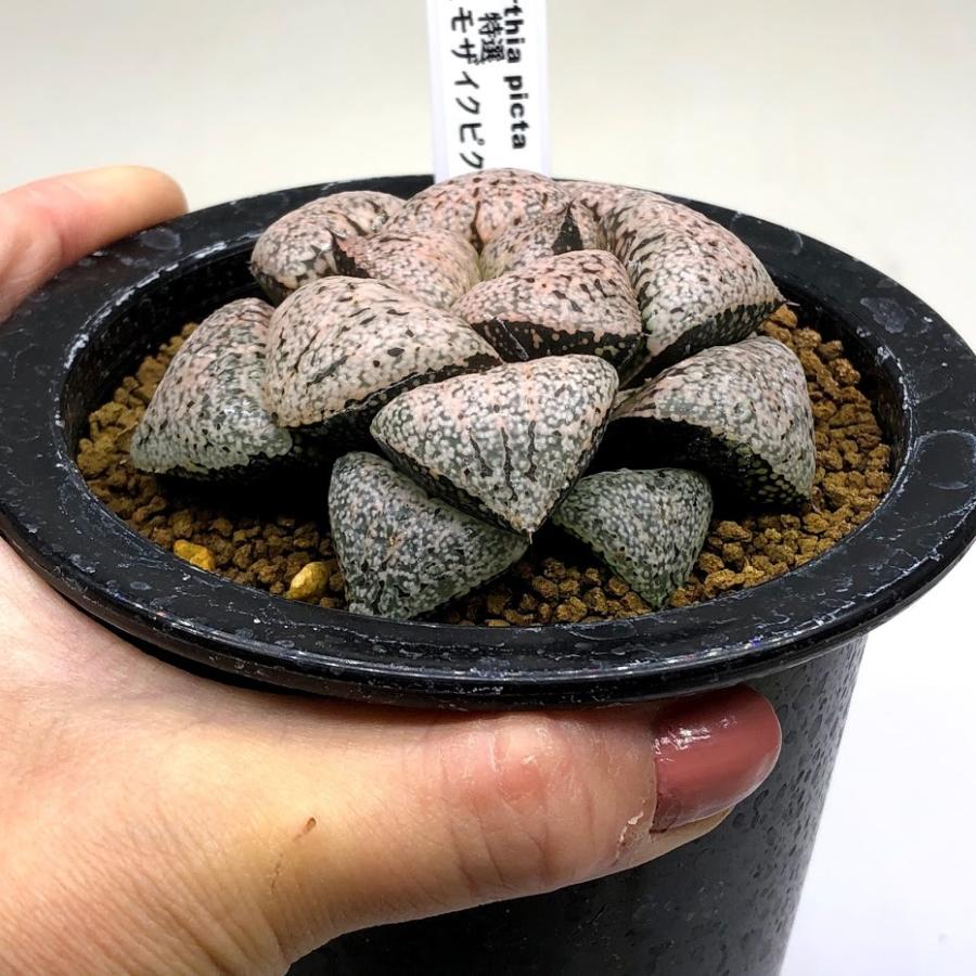 多肉植物 ハオルチア ピクタ 小澤モザイク