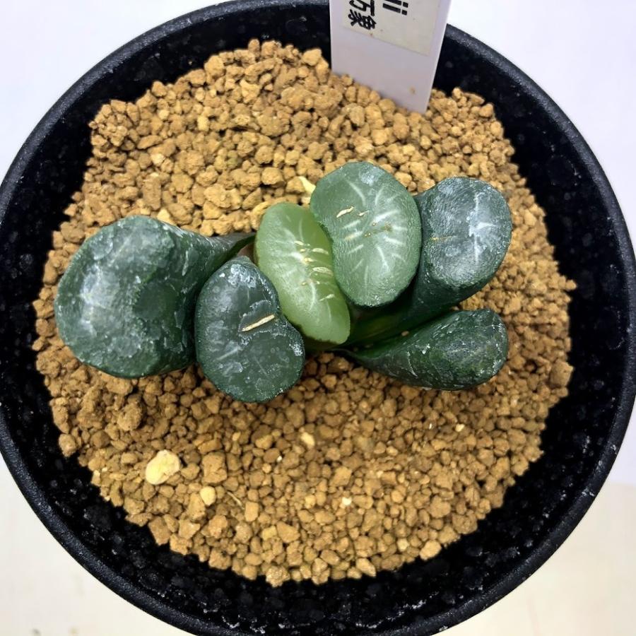 37d ハオルチア 多肉植物 金子短葉万象錦 自家繁殖 37d ハオルチア