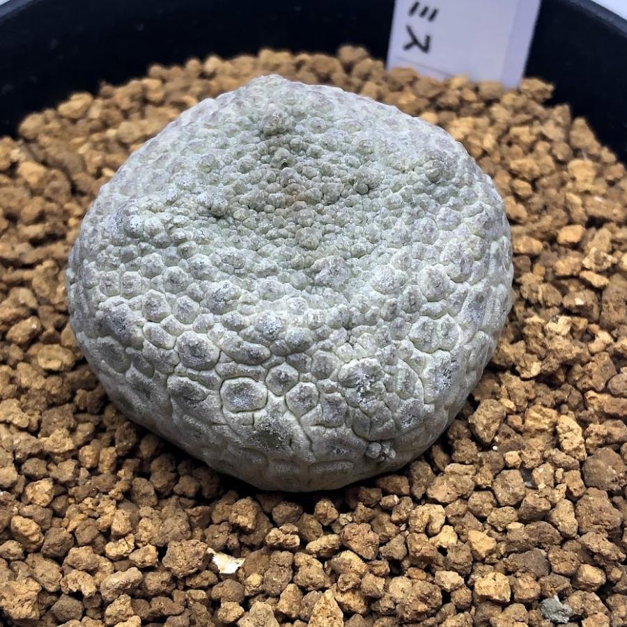 多肉植物：プセウドリトス クビフォルミス*幅4cm 現品！一品