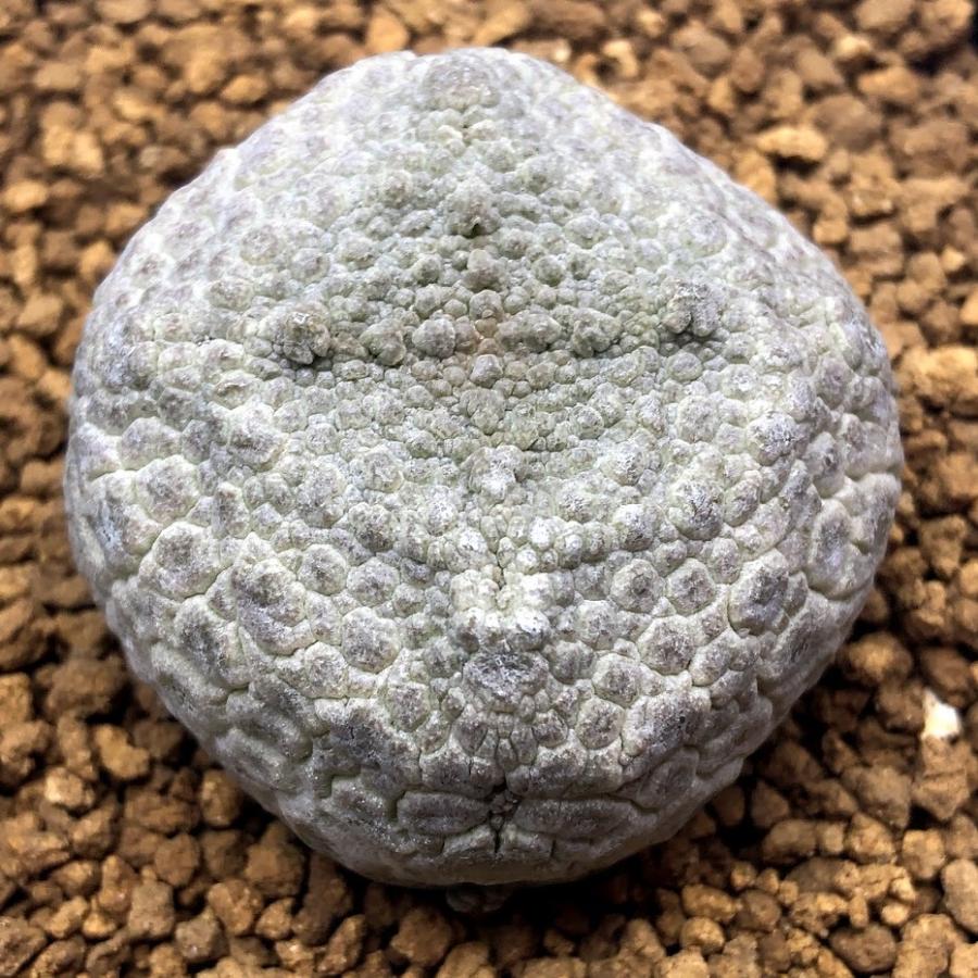 メルカリ便＋鉢ごと　プセウドリトス　クビフォルミス　第四種 メルカリ便＋鉢ごと プセウドリトス クビフォルミス 第四種