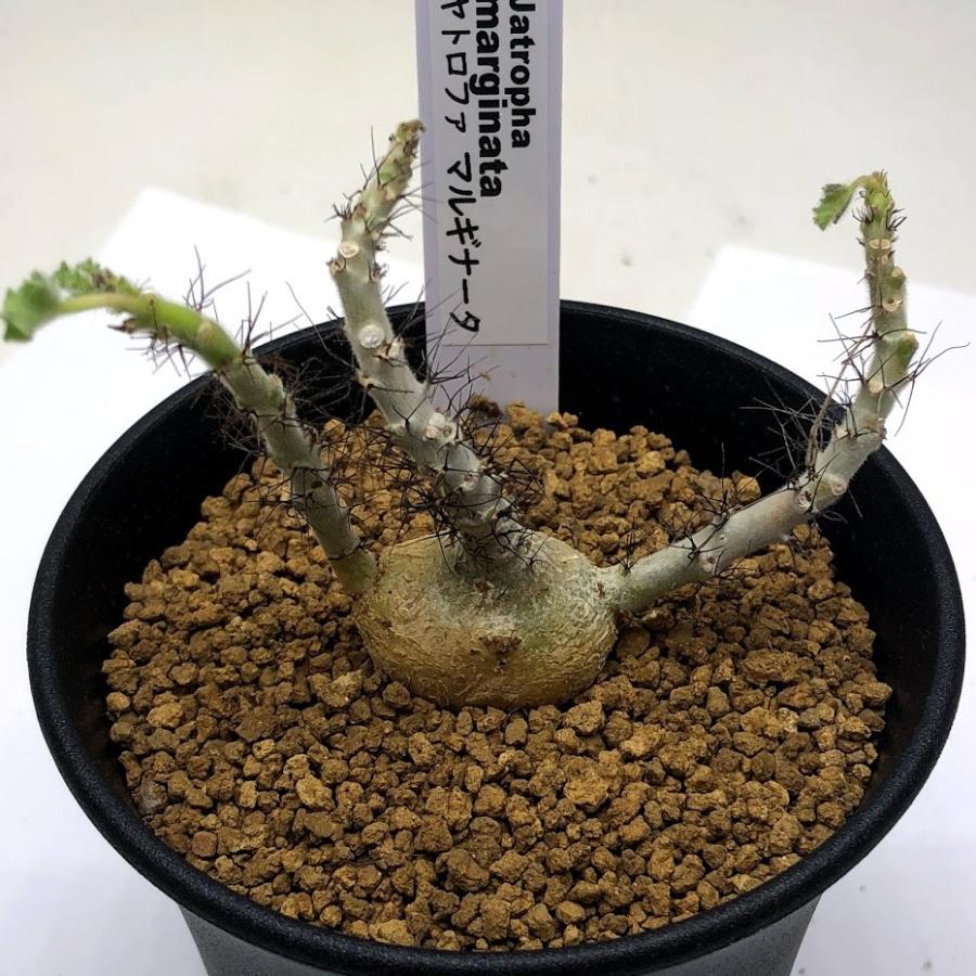 コーデックス：ヤトロファ マルギナータ*幅7cm 現品！一品限り