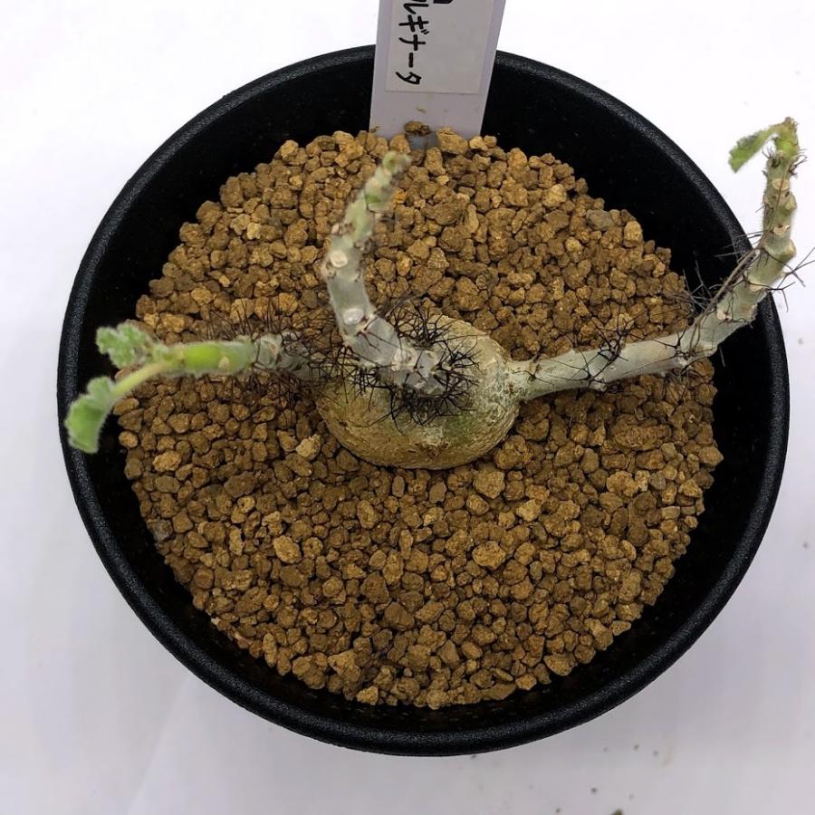 コーデックス：ヤトロファ マルギナータ*幅7cm 現品！一品限り