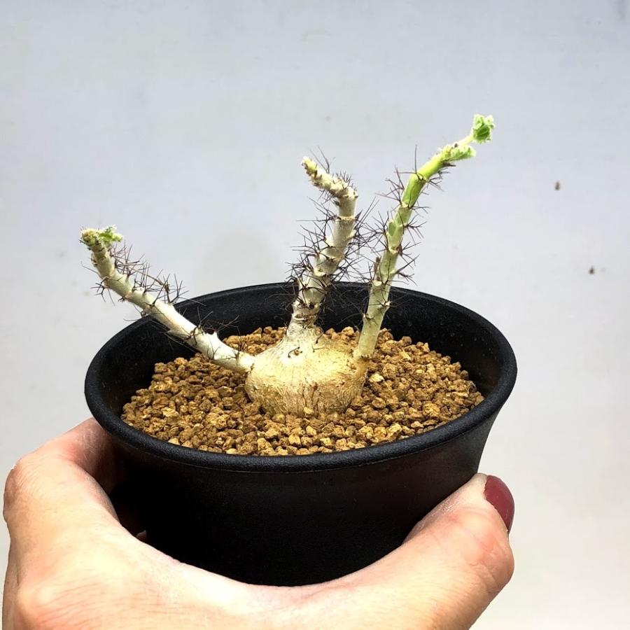 Ramat Planter #241 × ヤトロファ マルギナータ Ramat Planter #241 × ヤトロファ マルギナータ