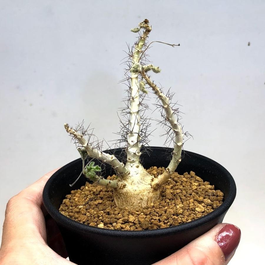 コーデックス：ヤトロファ マルギナータ*幅7cm 現品！一品限り