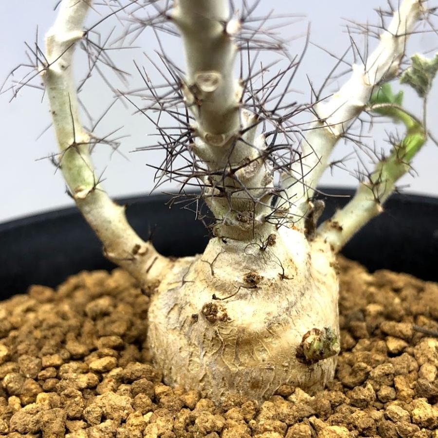 ヤトロファ マルギナータ 特大サイズ コーデックス：ヤトロファ マルギナータ*葉幅10cm 現品！一品限り