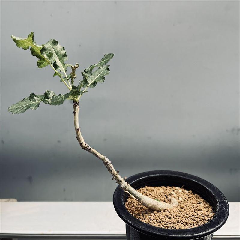 コーデックス:ボスウェリア ナナ*葉幅10cm 現品!一品限り コーデックス:ボスウェリア ナナ*葉幅10cm 現品!一品限り
