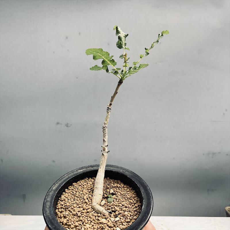 コーデックス：ボスウェリア ナナ*葉幅10ｃｍ　現品！一品限り｜y-bonsai｜05