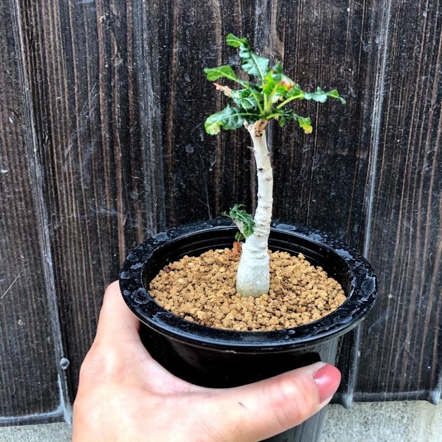 t*i様 【期間限定セール】ボスウェリア・ナナ（実生） 2025年最新】ボスウェリア ナナの人気アイテム - メルカリ