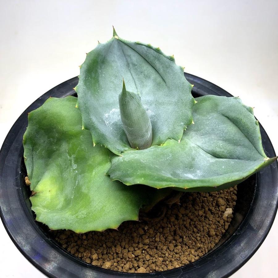 日本製 多肉植物 アガベ マルモラータ パピリオ プラタノイデス 幅14ｃｍ 現品 一品限り 国内最安値 Www Mpdespachojuridico Com