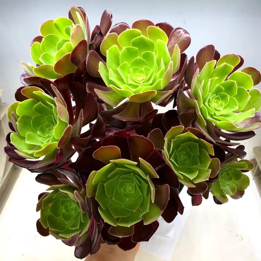 多肉植物：アエオニウム ベロア*幅26cm : 遊恵盆栽 Yahoo!店 - 通販