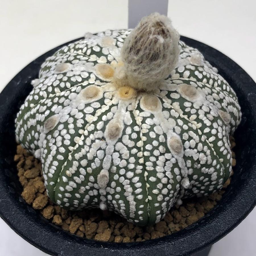 期間限定特価 サボテン アストロフィツム 兜丸 幅6ｃｍ 現品 一品限り 最適な材料 Theculturewire Com
