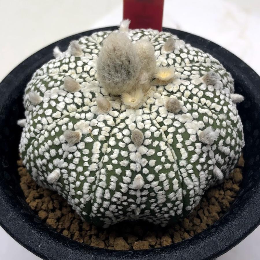 新版 サボテン アストロフィツム 兜丸 幅5 5ｃｍ 現品 一品限り New限定品 Tegalsari Ubud Com