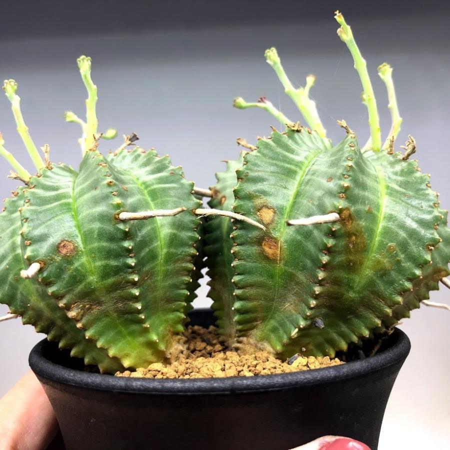 ユーフォルビアバリダ　確認用 ユーフォルビア バリダ | GREEN LUCK