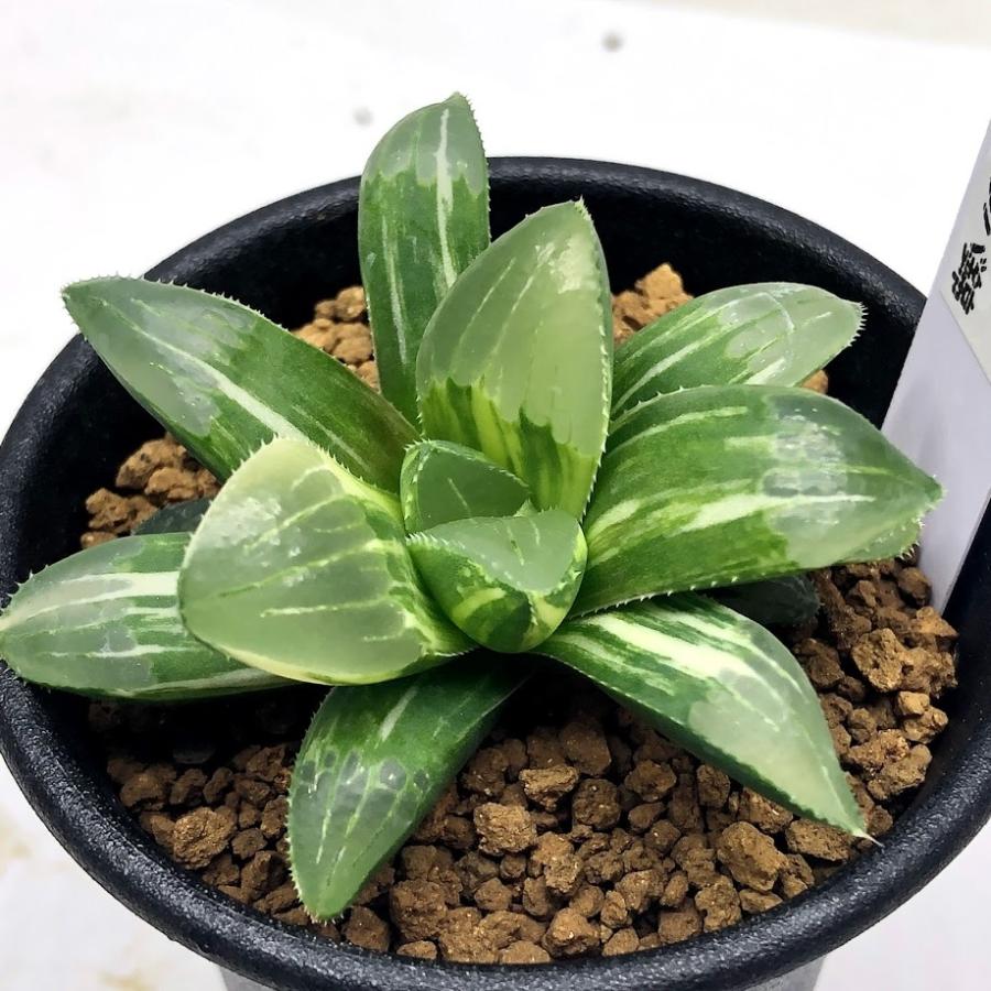 多肉植物 ハオルチア   セール 1株 500円 送料200円 組み合わせ自由 多肉植物 ハオルチア セール 1株 500円 送料200円 組み合わせ自由 多肉