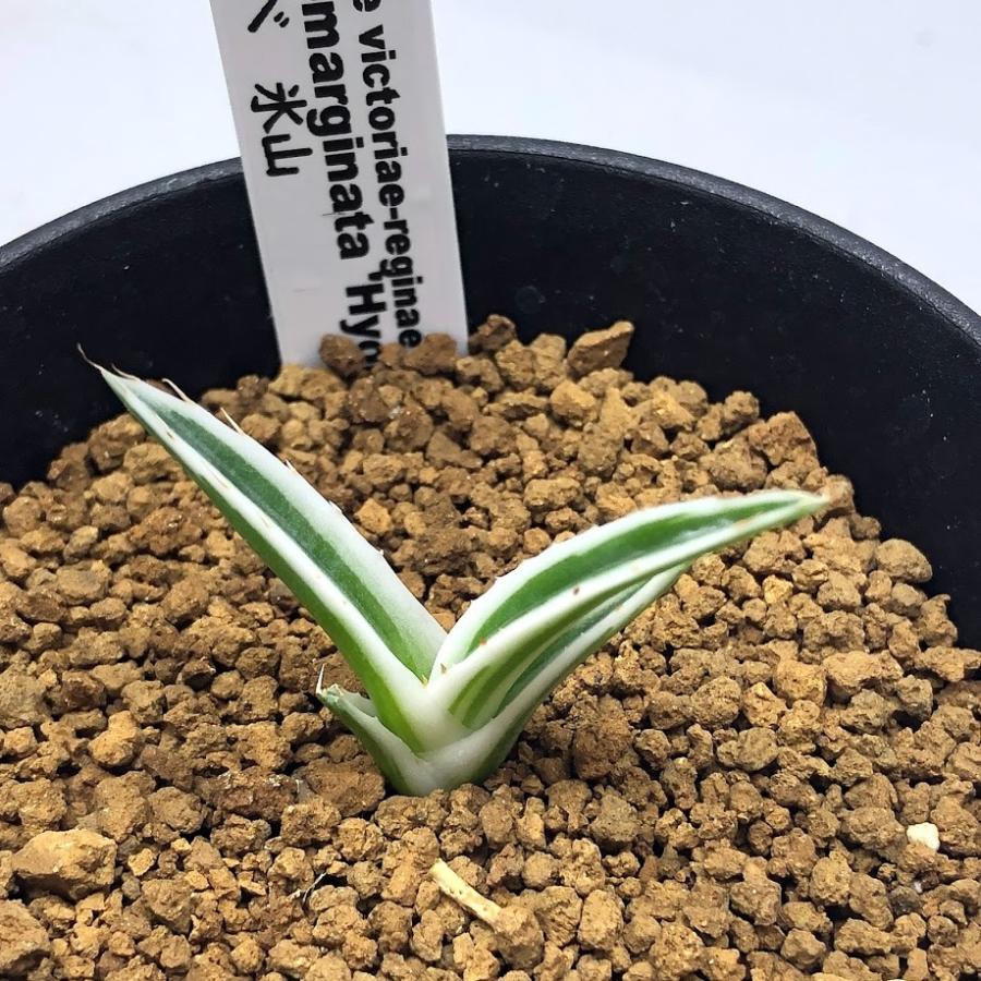 全商品オープニング価格特別価格 多肉植物 アガベ 氷山 幅4ｃｍ 現品 一品限り Sv 遊恵盆栽 Yahoo 店 通販 Yahoo ショッピング 輝く高品質な Www Maxipiso Com Ar