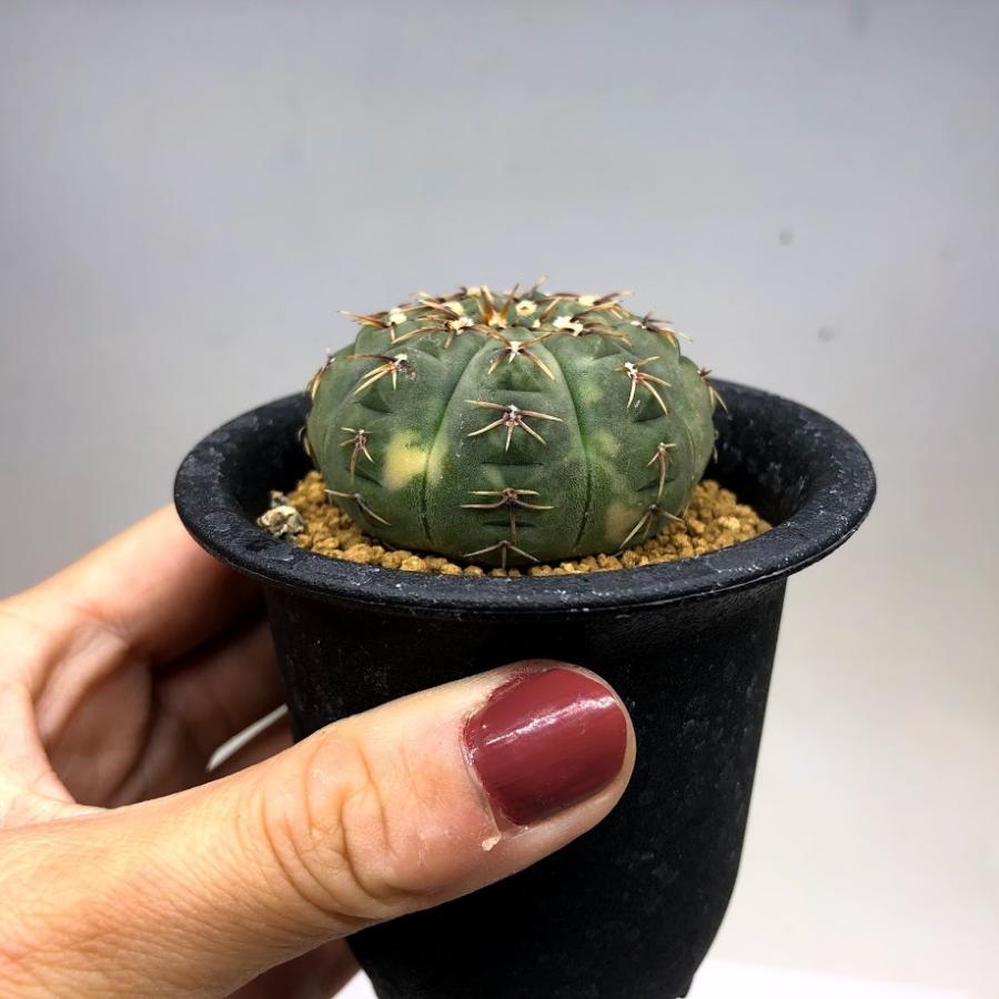 サボテン：ギムノカリキウム 守殿玉錦*幅4.5cm 現品！一品限り : 遊恵