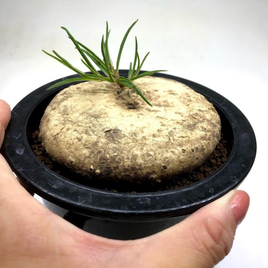 コーデックス：ブラキステルマ プロカモイデス*塊根幅9.5cm 現品