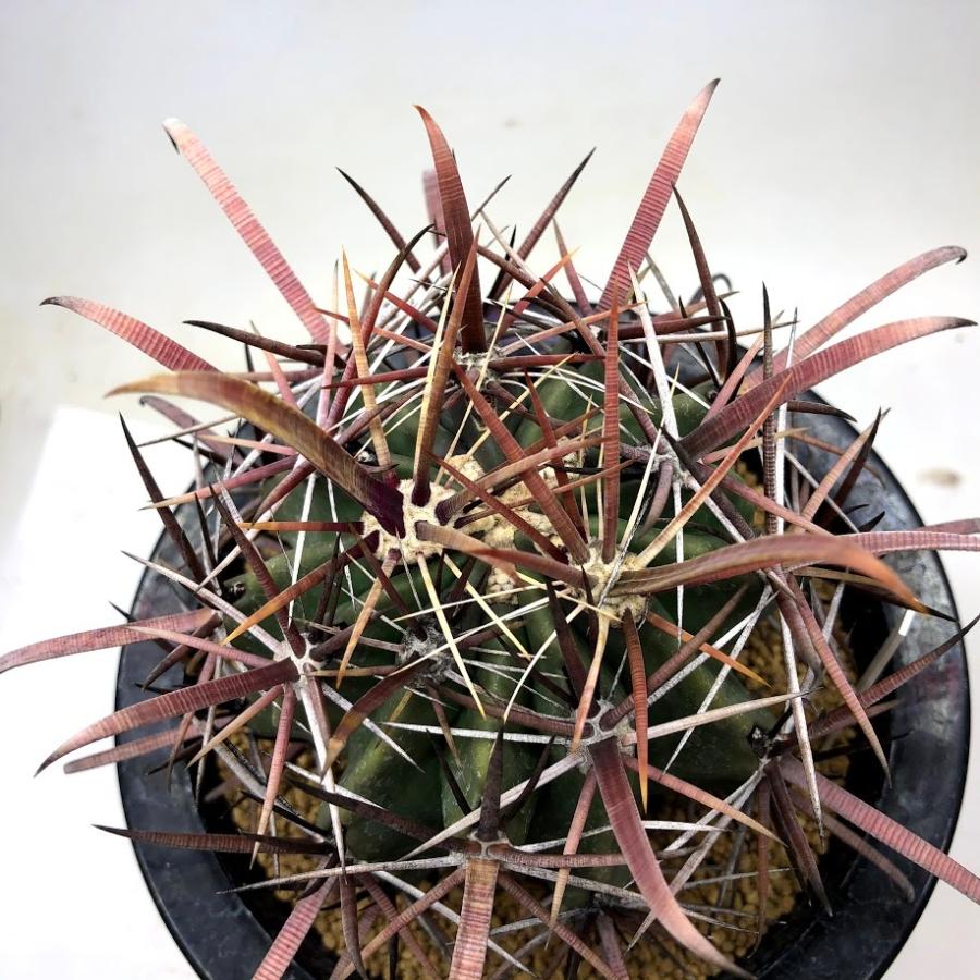 サボテン：フェロカクタス 神仙半島×柿崎氏神仙玉*幅9cm 現品！一品