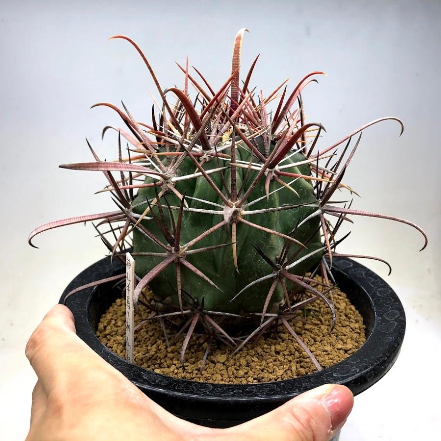サボテン：フェロカクタス 神仙半島×柿崎氏神仙玉*幅9cm 現品！一品