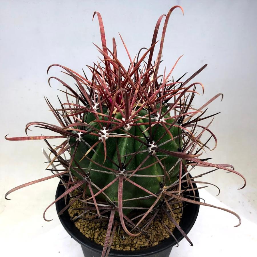 サボテン：フェロカクタス 神仙半島×柿崎氏神仙玉*幅10cm 現品