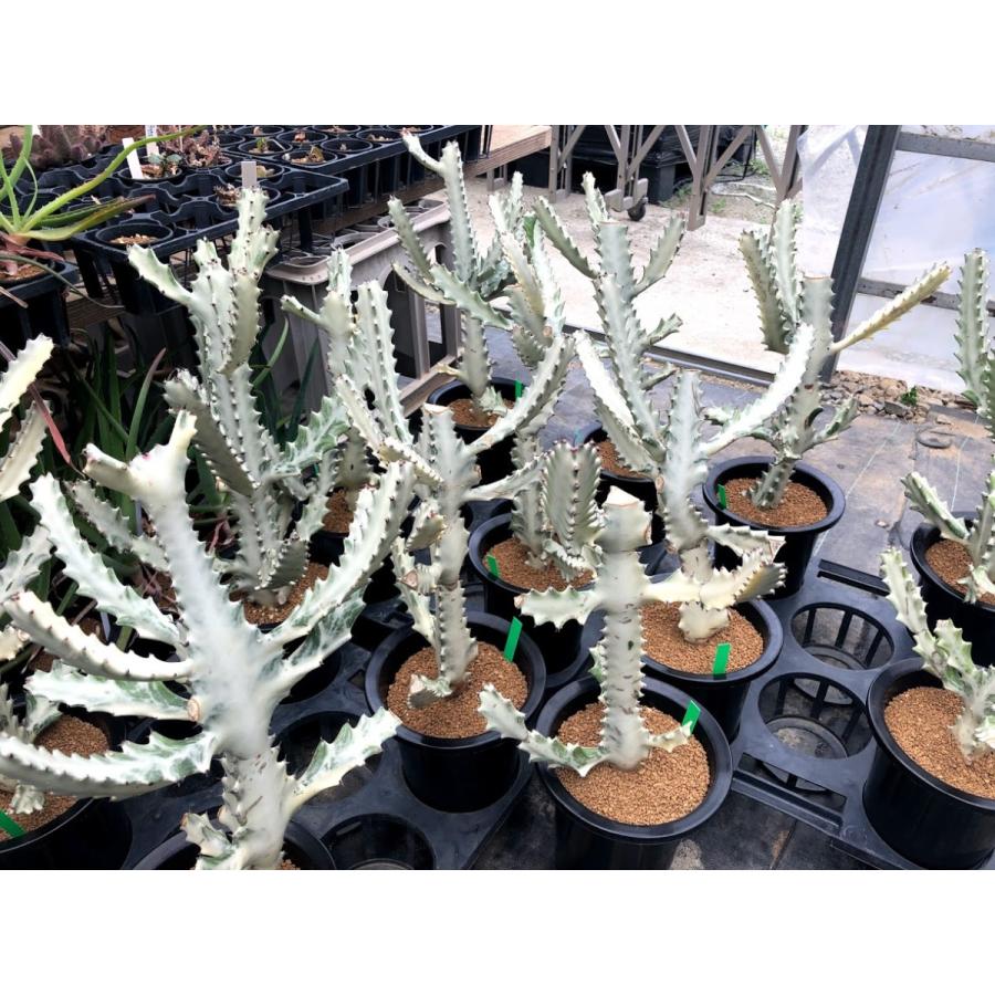 多肉植物：ユーフォルビア ホワイトゴースト*幅25cm : 遊恵盆栽