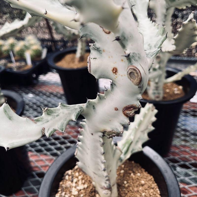 多肉植物：ユーフォルビア ホワイトゴースト*幅25cm : 遊恵