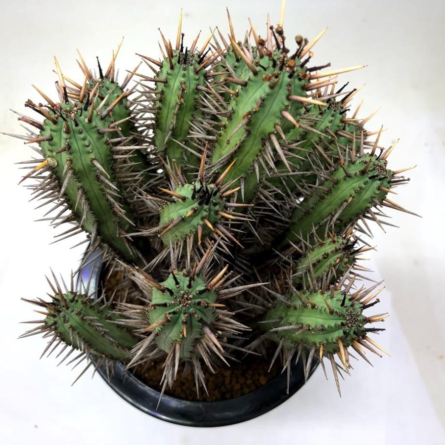 多肉植物：ユーフォルビア 紅彩閣*幅16cm 現品！一品限り : 遊恵盆栽