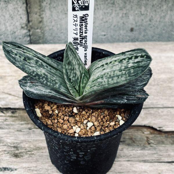 多肉植物 ガステリア 美鈴の富士 幅5ｃｍ Sv 遊恵盆栽 Yahoo 店 通販 Yahoo ショッピング